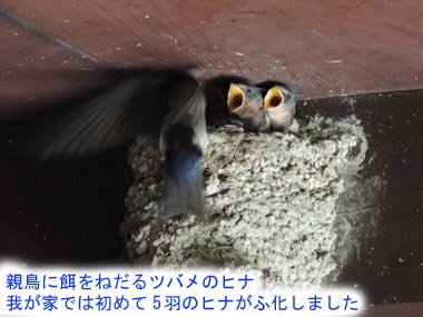 つばめのひな